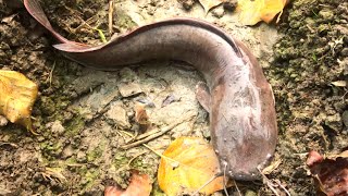 Fish hunting || Amazing Catching the big catfish