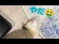 あさぎ、ひみつのおるすばん【猫】