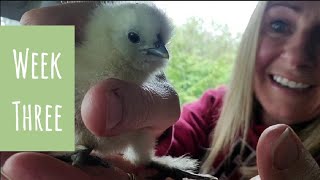 Baby Chicks - Week Three | New Friends - Baby Silkie Chicks