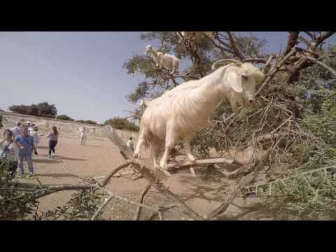 Wideo: Kozy Pasące Się Na Drzewach, Maroko - Alternatywny Widok