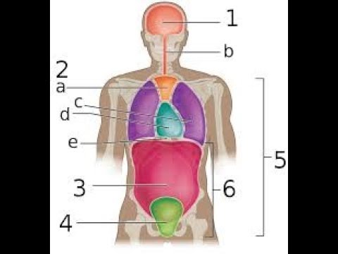 How To Learn Human Anatomy Quickly And Efficiently - YouTube