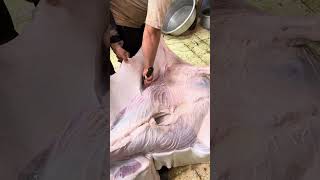 يبلغ من العمر 30 عام كيفيه استخراج نقش اقوي تخطيط اهم اللحم البلدي الذكوره تطلع بقره طريقه سلخ