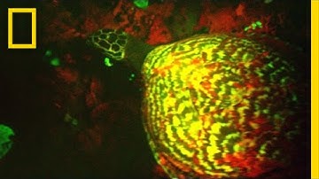 EXCLUSIVE: "Glowing" Sea Turtle Discovered | National Geographic