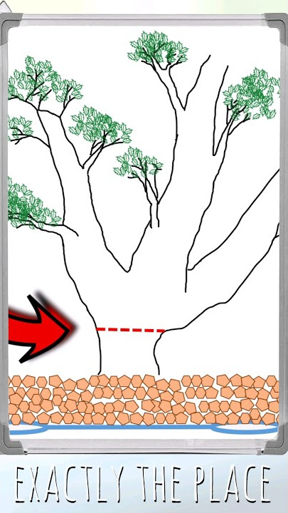 How and why to ground layer your #bonsai #bonsaitree