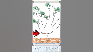 How and why to ground layer your #bonsai #bonsaitree