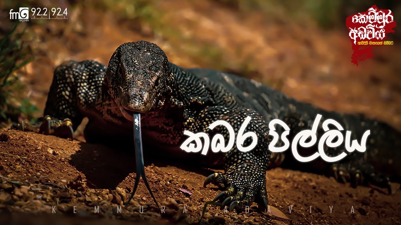 Kabara Pilliya (කබර පිල්ලිය)  |  FM DEARANA KEMMURA ADAVIYA