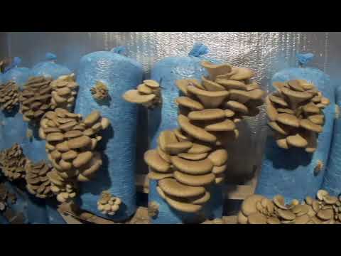 Выращивание Грибов Вешенка первый урожай сезона осень 2021 Дождался ;)