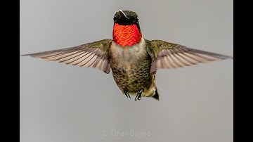Ruby Throated Hummingbird 120fps