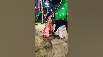 Zuljanah noha status #status #zuljanah #muharram #explore #horse #allah #muharram #karbala #shorts