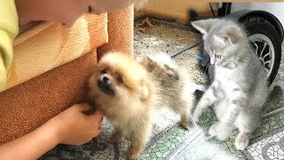 Котенок макс и померанский шпиц. Реакция котенка если щенок боится. Первый день в новом доме Котенок макс и померанский шпиц. Реакция котенка если щенок боится. Первый день в новом доме