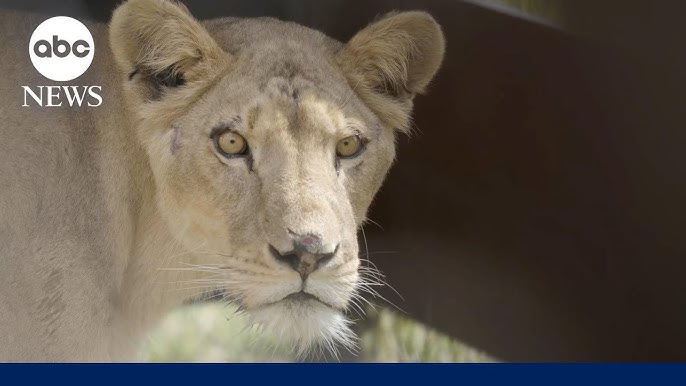 11 Lions Rescued From Conflict Hit Sudan