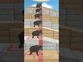 Which course is the fastest? Slope course. Mammoth! | Animal Revolt Battle Simulator #shorts