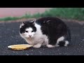 気になり過ぎて落ち着いてご飯が食べられない猫【地域猫】