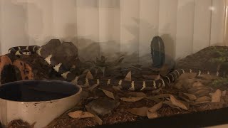 California Kingsnake Feeding #12 First Feeding in New Enclosure