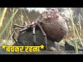 (ज़रूर देखे) दुनिया के सबसे खतरनाक मकड़ियाँ | 10 Rarest Spiders Ever Found on Earth.