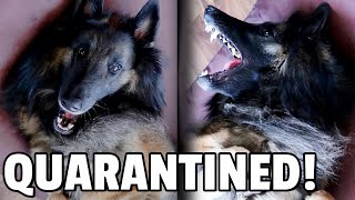 7 Days of Quarantine | Funny Dog Video