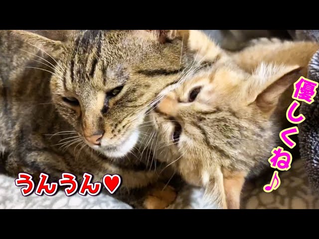 ついに！子猫がお姉ちゃん猫をペロペロ出来るようになった♥って思ったのに～ Kitten grooming her