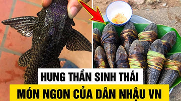 Cá Lau Kính - Kẻ Phá Huỷ Hệ Sinh Thái Bị Dân Việt Nam Cho Lên Bàn Nhậu Vì Quá Thơm Ngon