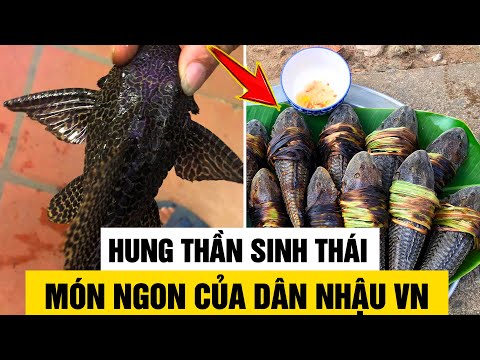 Video Cá Lau Kính - Kẻ Phá Huỷ Hệ Sinh Thái Bị Dân Việt Nam... - youtube