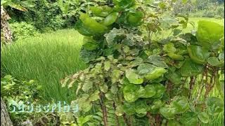 Suasana pesawahan di kampung pasir batu