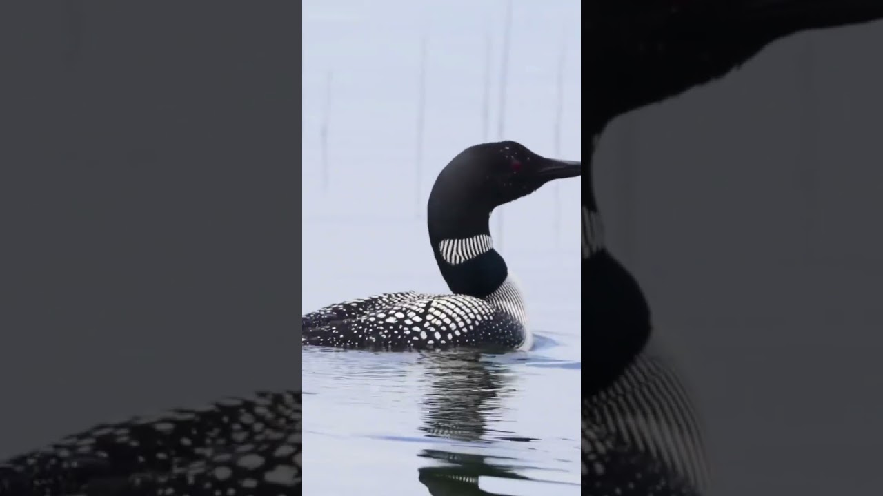 Best sound of the summer 😍 