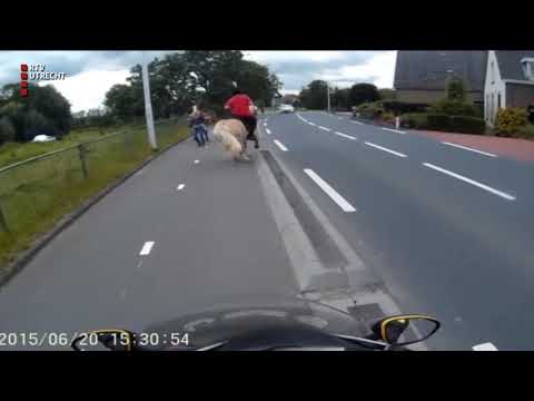 Geen lesauto, maar lespaard gespot in Eemnes [RTV Utrecht]