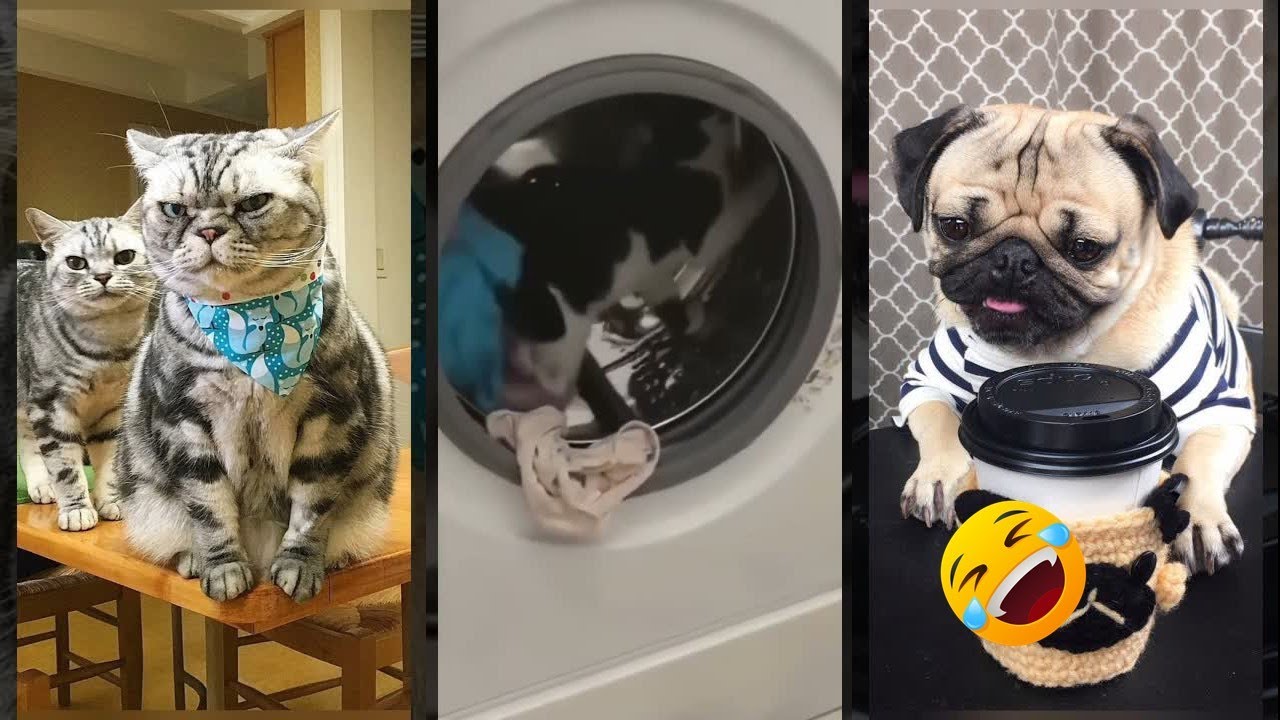 Funny Cats 2024 😻 