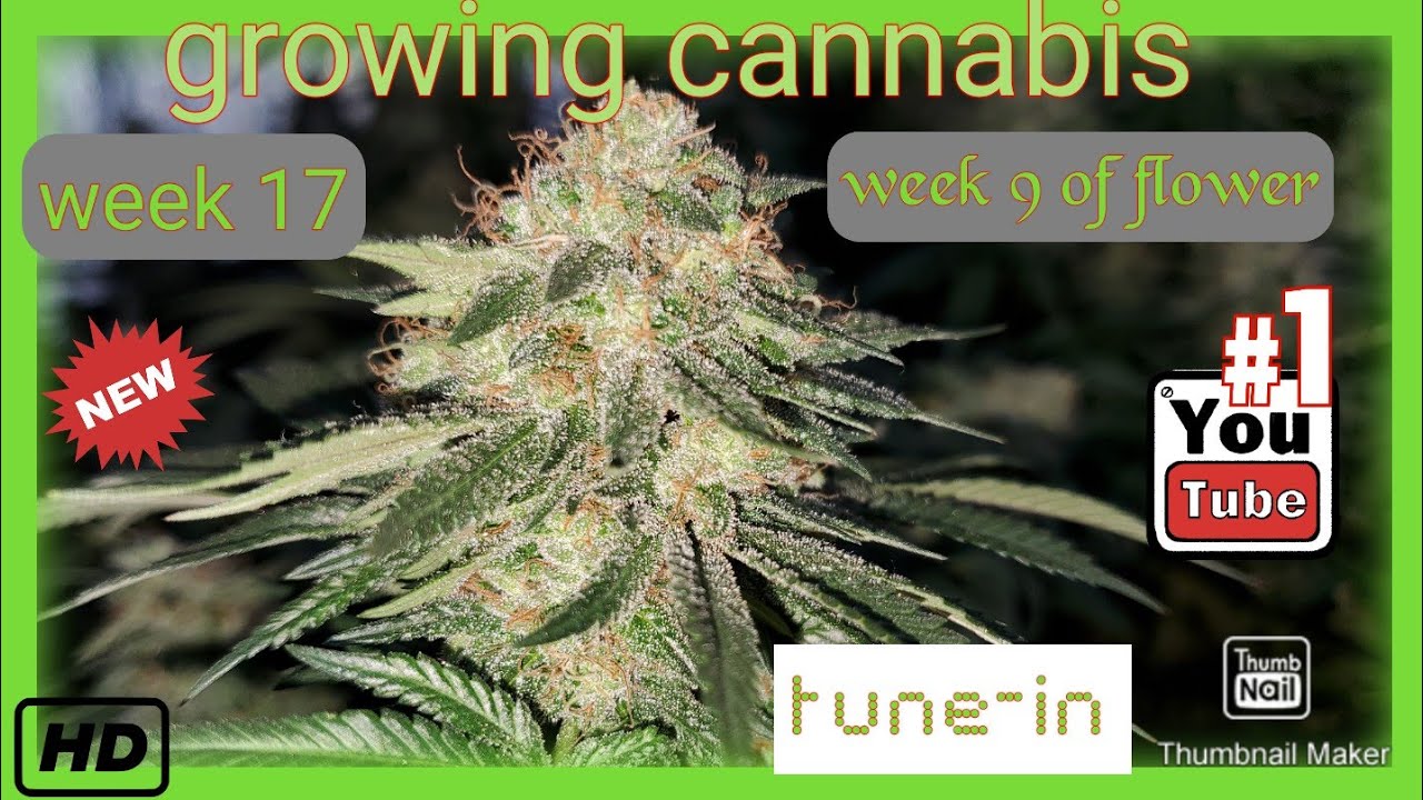 Growing cannabis week 17