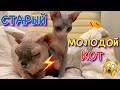 СТАРЫЙ и МОЛОДОЙ КОТ 😱 КТО ПЕРЕПРЫГНЕТ СТЕНУ из БУМАГИ?