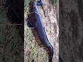 Big Size snakehead 🔥#fishing #fishinglife #viral #shorts