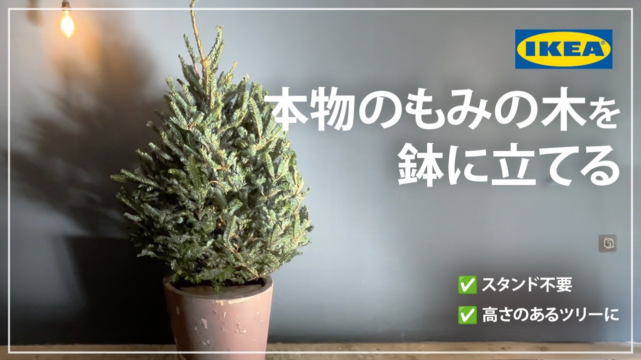 IKEA 本物のもみの木を大きな鉢に立てる - YouTube