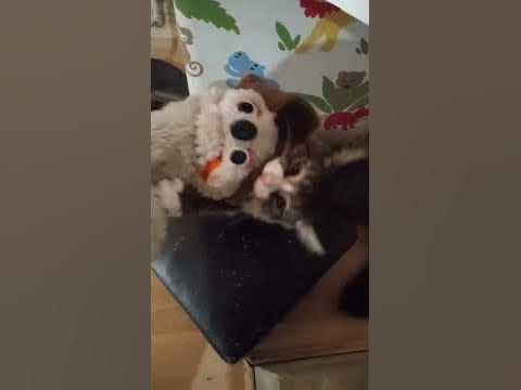 kitten Vs dog puppet - YouTube