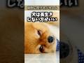 ［犬の寿命］愛犬が長生きする方法　#dog #可愛い犬 #犬 #犬のいる生活 #犬の雑学