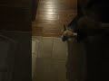 myla the dog when mom comes home from trip!
