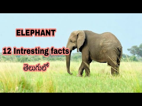 ELEPHANT 12 intresting facts తెలుగులో || Must watch video