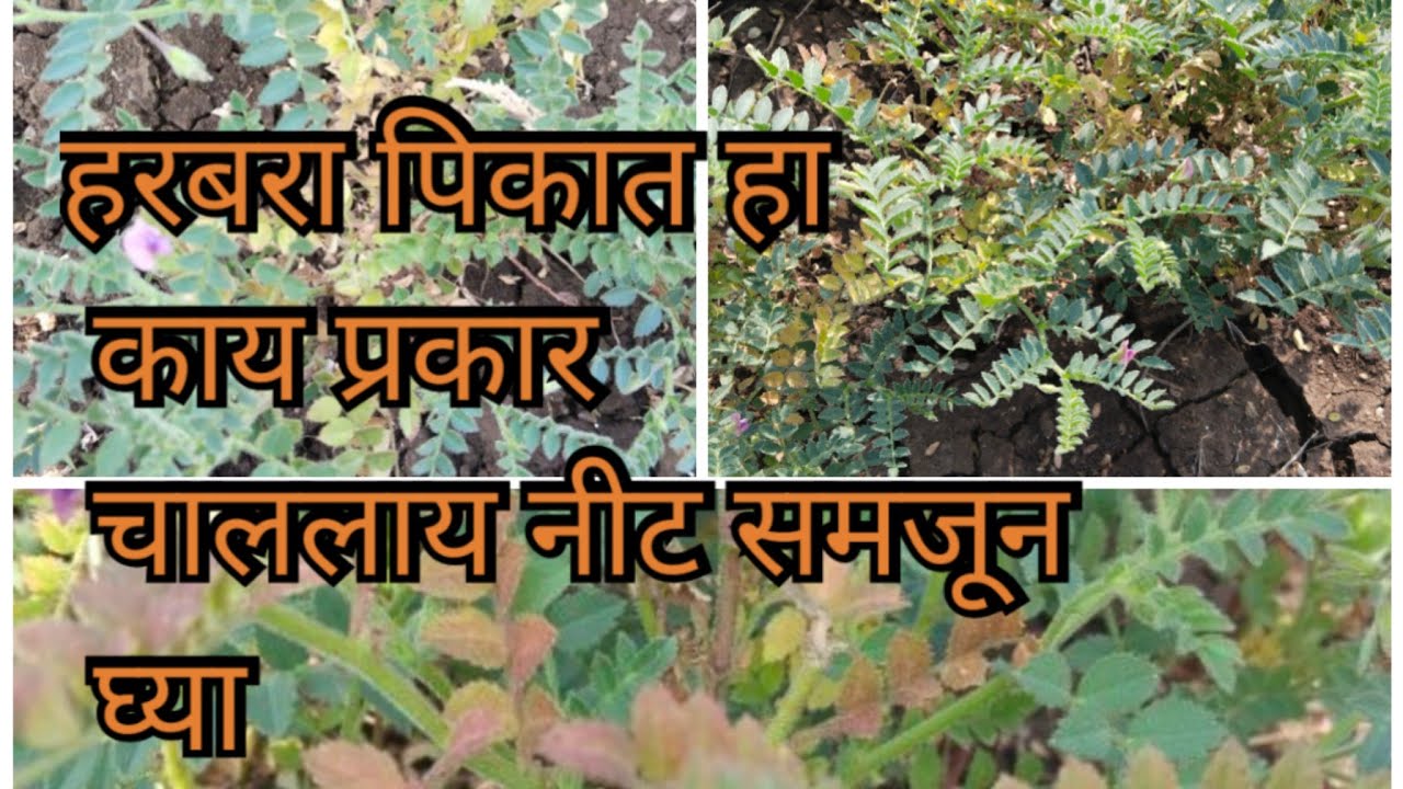 हरबरा पिकातील अन्न द्रव कमतरता ओळखा नाही तर होईल नुकसान #harbara #gram ...