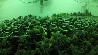 Gavita 4k Medical Grow Part 8 Day 60 of Flower 3-4 ft Plants