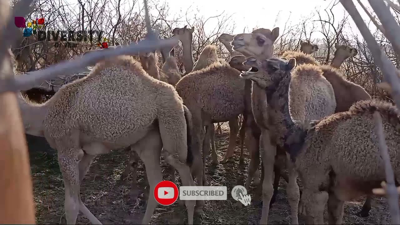 22 Camel babies crying in fence || Camel calf get together || Desert camel calf