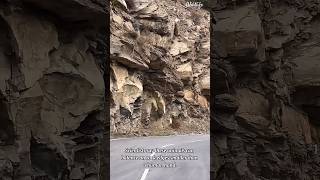 Mountain Goat Climbs Impossible Vertical Cliff