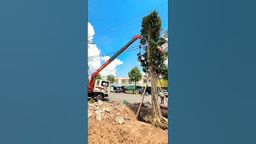 Trồng Cây Bằng Lăng Công Trình Bất Động Sản Dự Án #caybanglangtim #hoabanglang #banglangtim