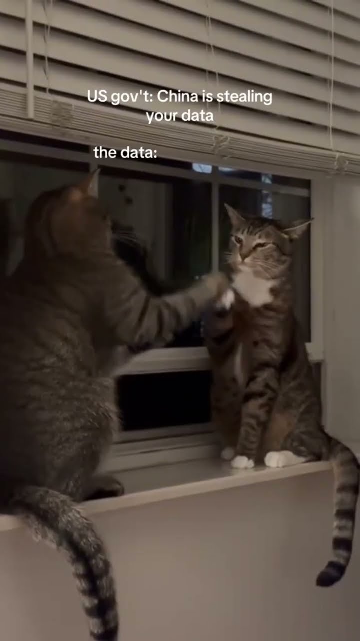 Kittyo like what they scheming on me on the low