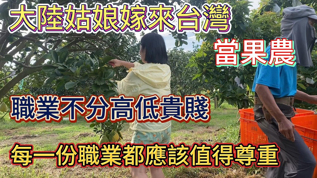 大陸姑娘嫁來台灣當果農 | 職業不分高低貴賤,每一份職業都應該值得尊重 縮圖