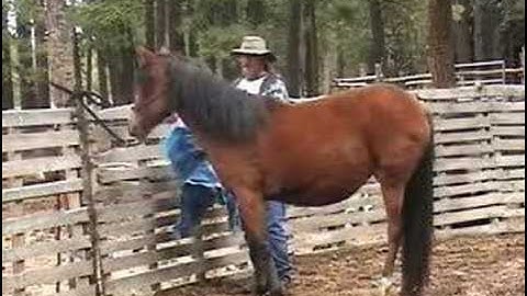 Introducing a Horse, Mule, or Donkey to Scary Objects Part 2