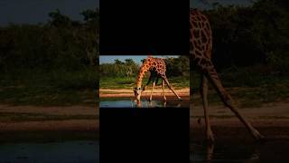 Giraffe 🦒🌿 Grace Above Everything #animals #wildlife #edit #nature #shorts #viral #education #fyp