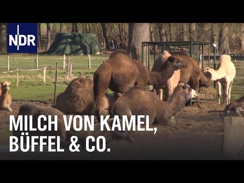 Video: So Steigern Sie Die Ziegenmilchleistung