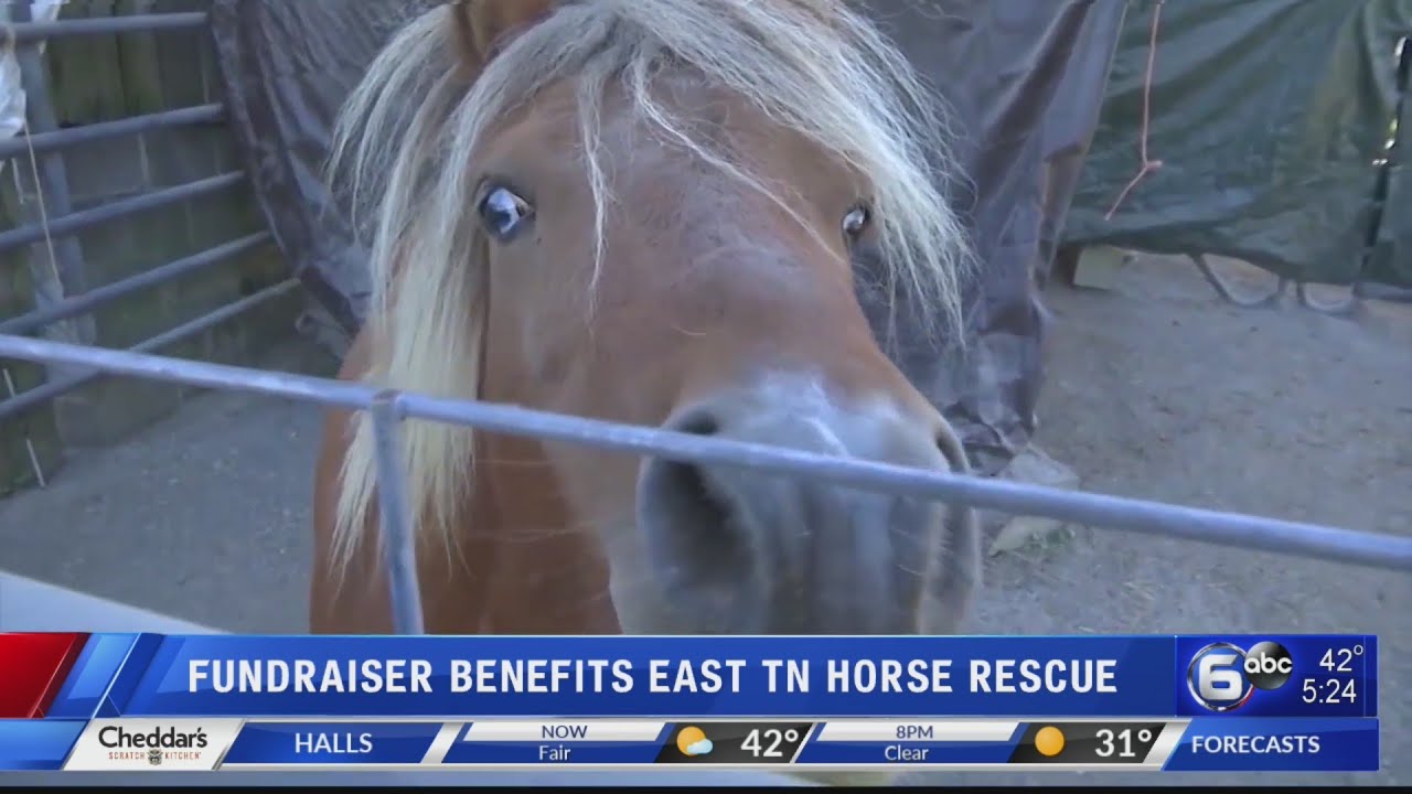 East Tennessee Miniature Horse and Donkey Rescue holding dinner