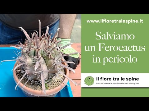 Video: I cactus hanno radici?