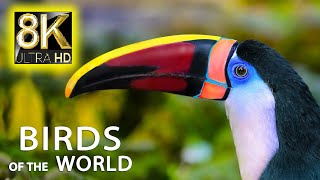 The World of Birds Collection in 8K TV 60fps ULTRA HD 🐵 8K Nature Sound with Relaxing Music