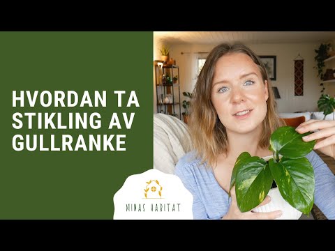 Video: Planting Av Druer (42 Bilder): Hvordan Plante Riktig? Planteordning For Frøplanter Og Stiklinger. Tips For Nybegynnere