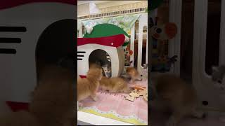 Tiny fluffy kittens melting hearts at the cat market! #Shorts